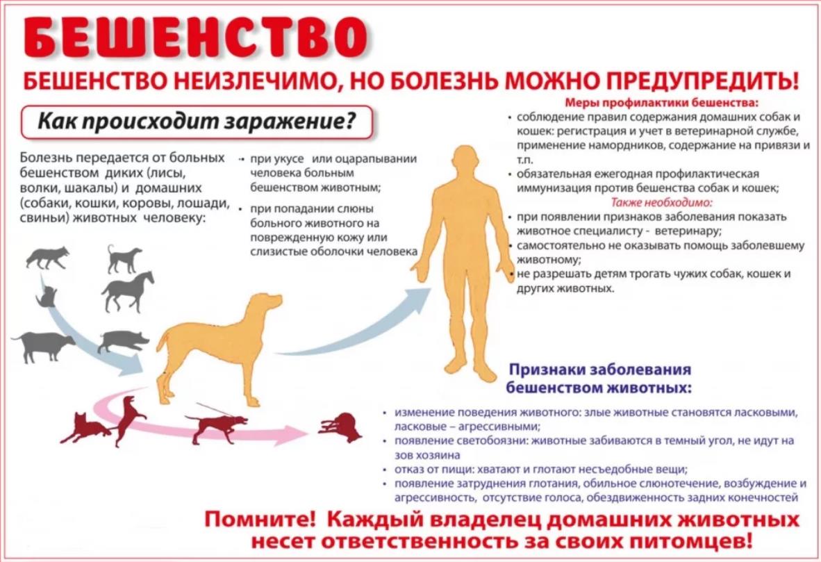 Каких экзотических животных можно держать дома по закону о диких животных